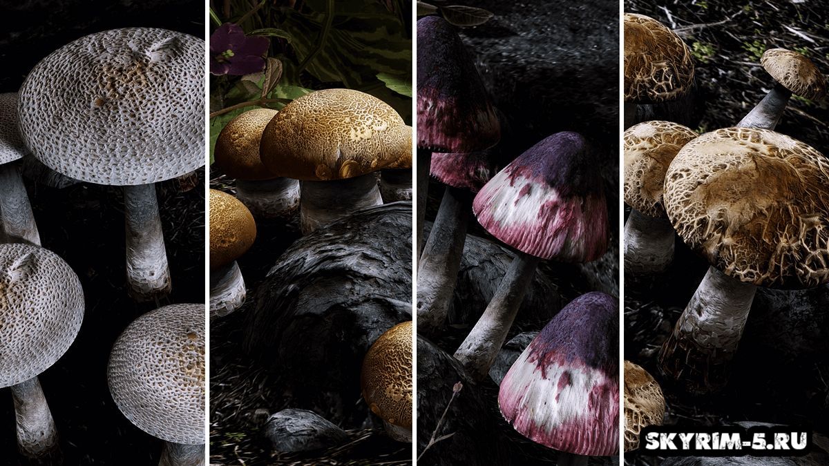2к грибы / Mushroom 2K