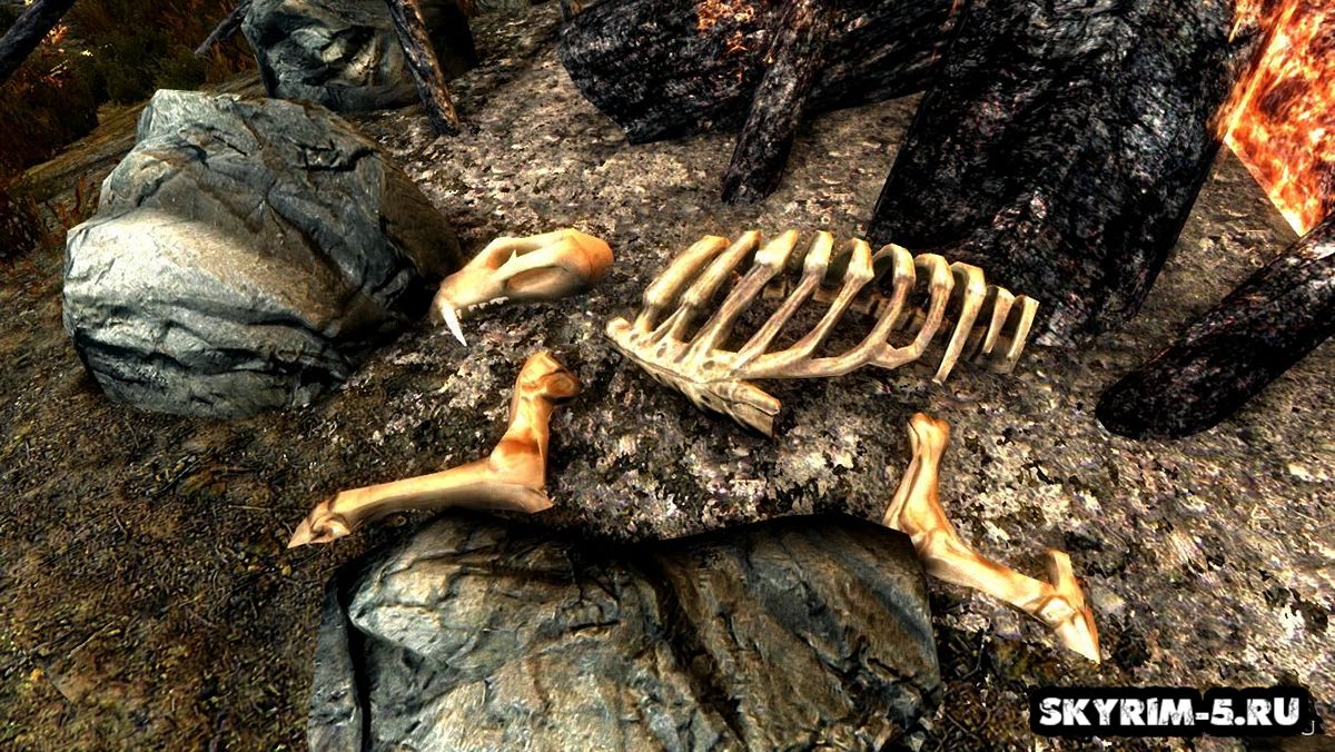Скелеты и кости животных