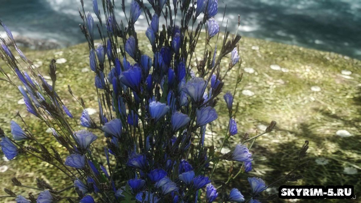 HD синий горный цветок -